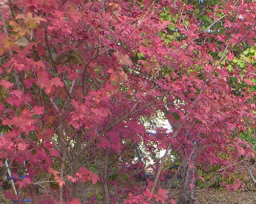 осенние деревья