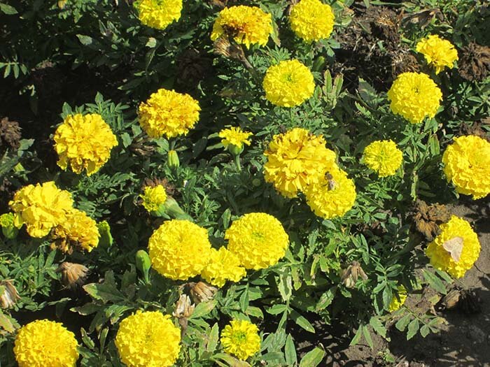 Бархатцы Желтые