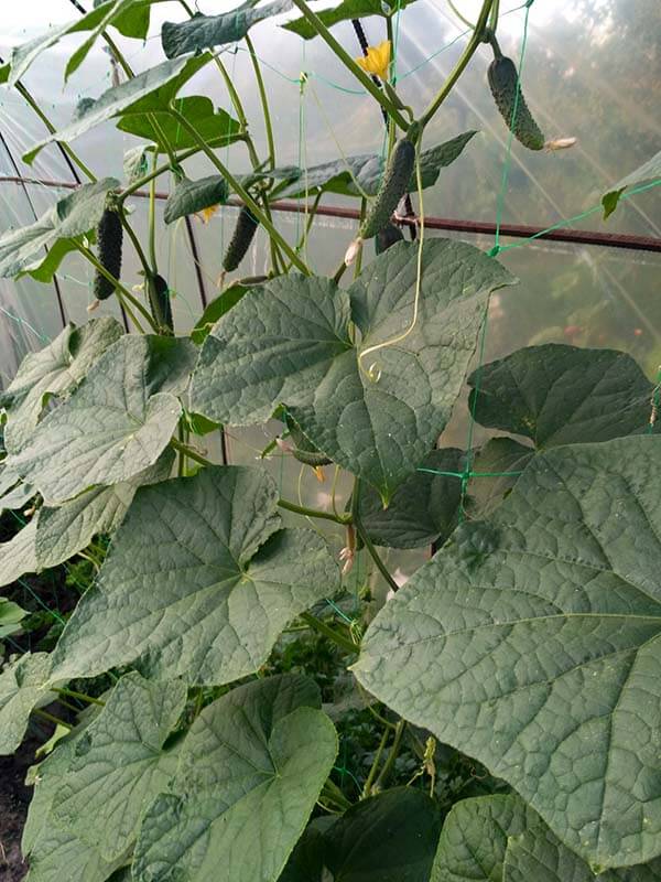 Огурцы в парнике