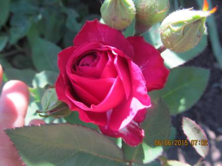 Роза. Моя дача