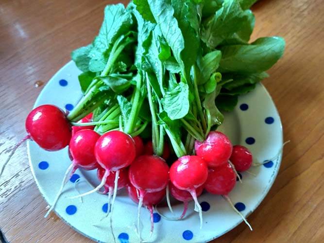 Редис на тарелке