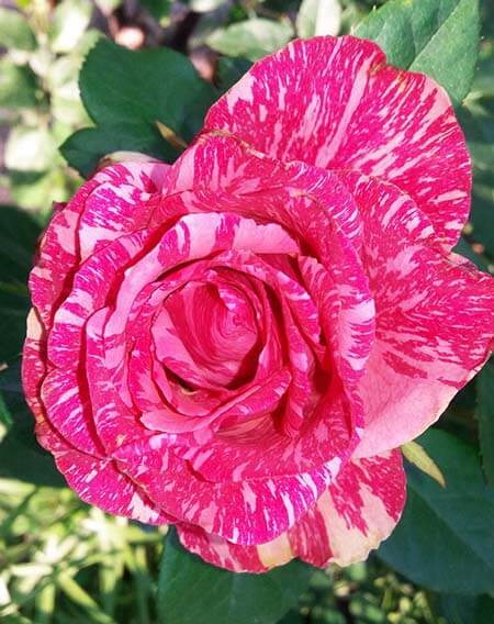 Роза пестрая