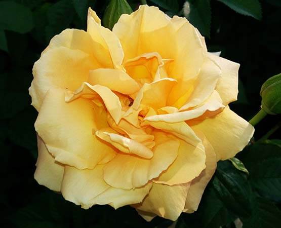 Роза желтая