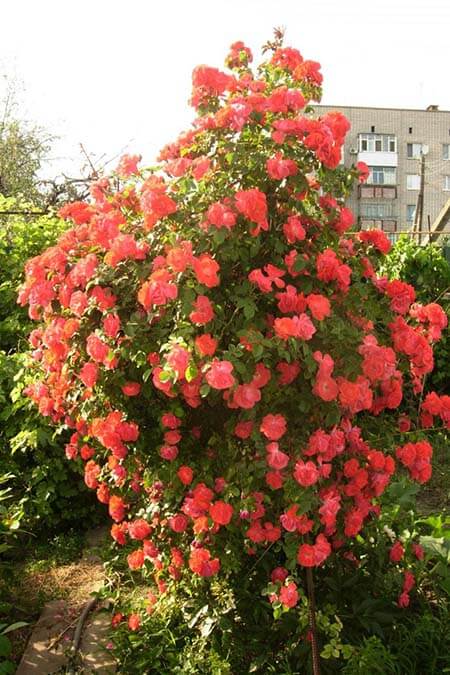 Розовый куст