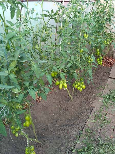 Томат Колибри от Ладновой Ольги 