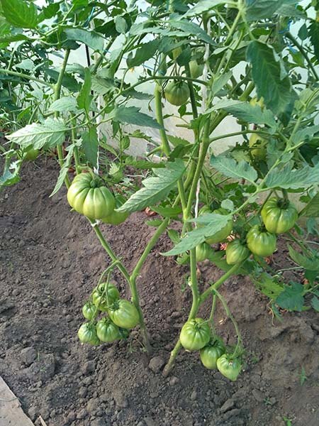 Томат Ричиолли