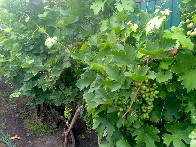 Виноград зеленый