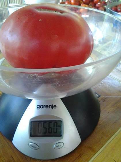 сладкий томат