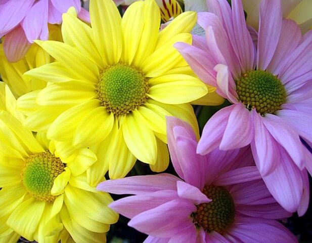 красивые хризантемы