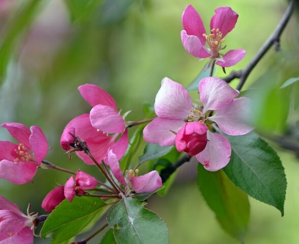 яблоня цветет