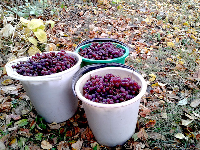 виноград в ведрах