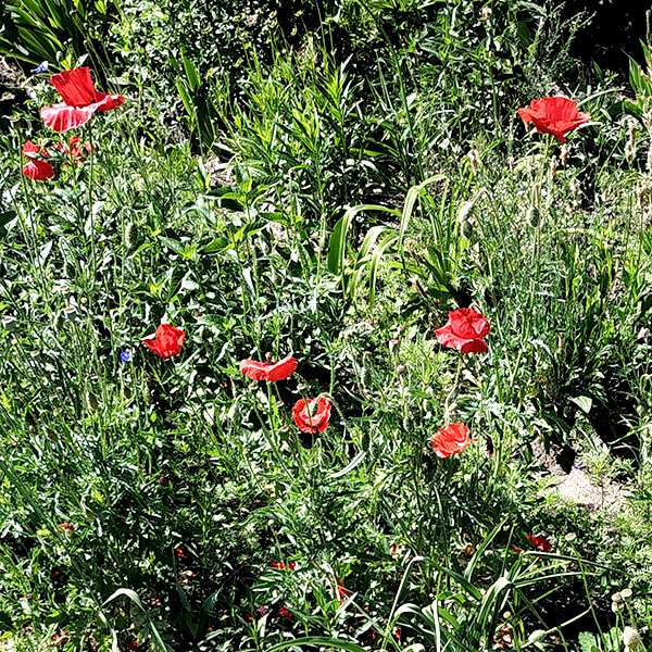 Мак восточній