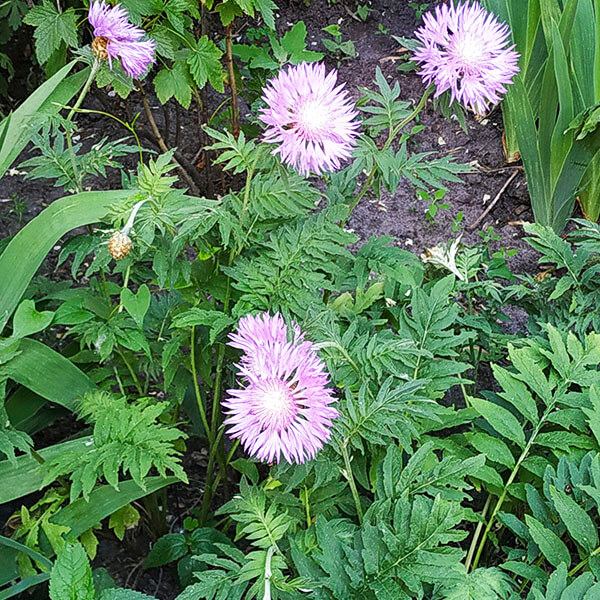 Скабиоза махровая