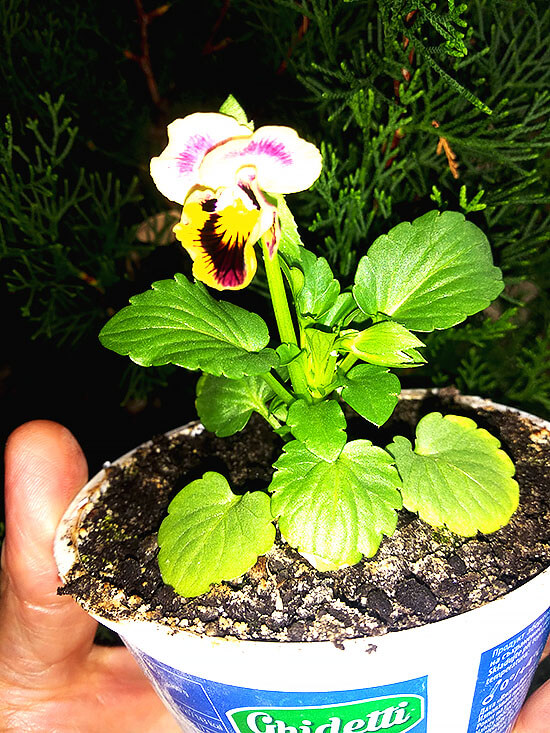 Виола Витрокка Рококо