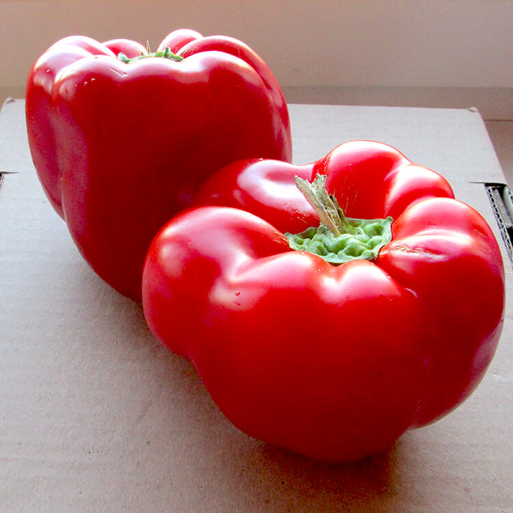 Перец Квадрато Асти