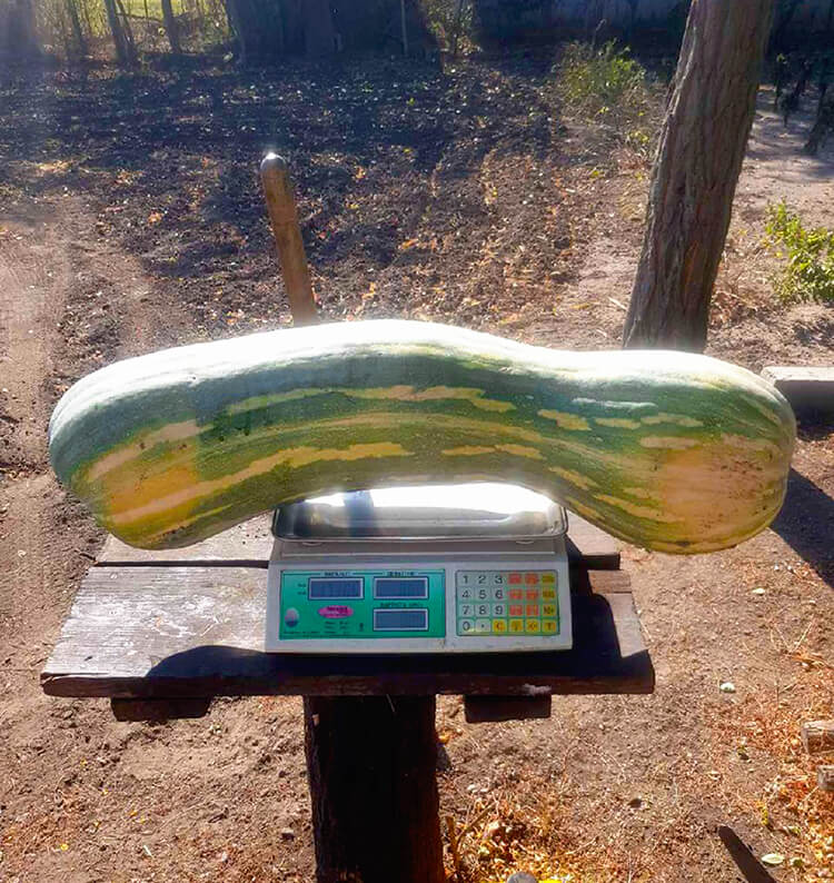 вес Тыквы Лунга пиена ди наполи