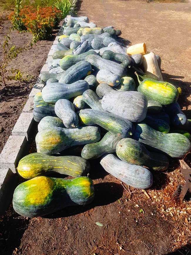 Тыква Лунга пиена ди наполи «Euroseed» Италия