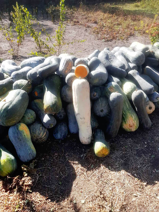 Тыква Лунга пиена ди наполи «Euroseed» Италия