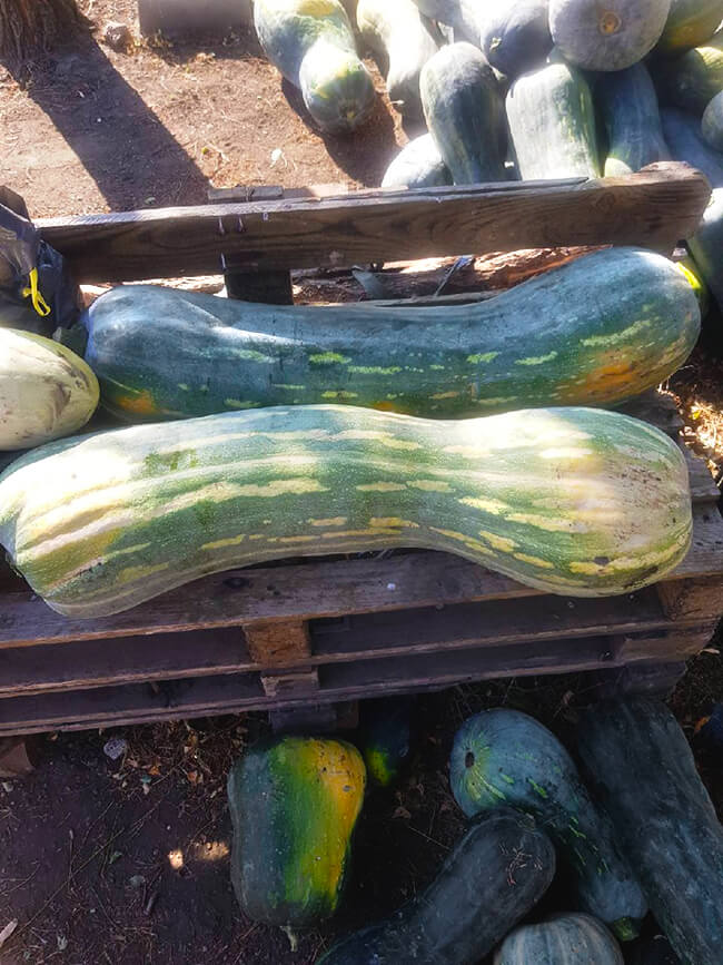 Тыква Лунга пиена ди наполи «Euroseed» Италия