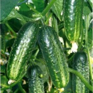 Огурец Артист F1 Бейо Заден