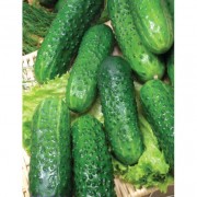 Огурец Маринда F1