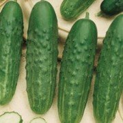 Огурец Наташа F1 Семинис