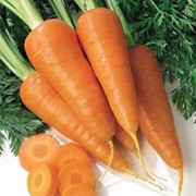 морковь Красный великан