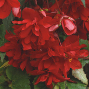 Бегония Шансон Ярко-Красная Бегония Шансон Ярко-Красная