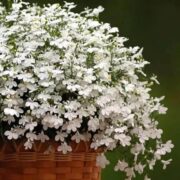 Лобелия Белая ампельная