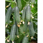 Огурец Барвина F1