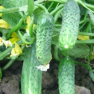 Огурец Криспина