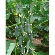 Огурец Платина F1