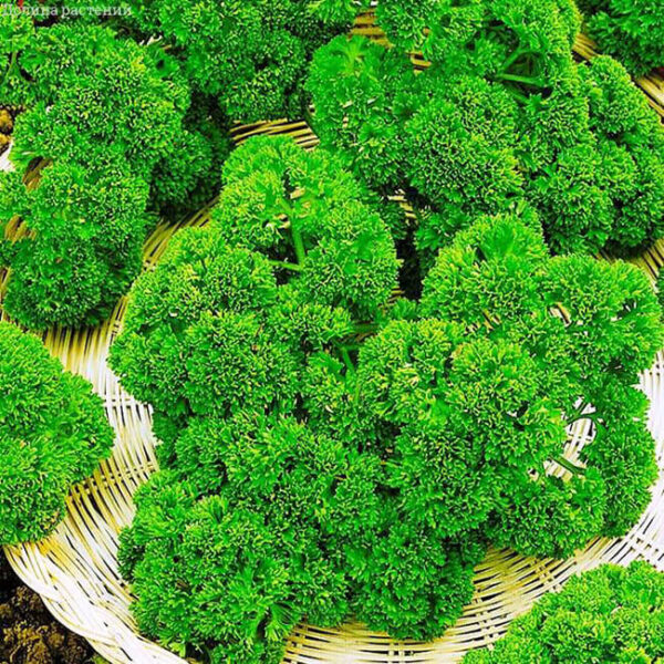 Петрушка Астра