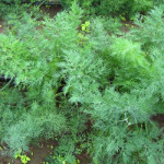 Укроп Салют