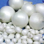 лук-севок Сноуболл