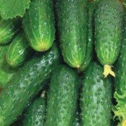 Огурец Лялюк