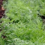 Укроп Аллигатор