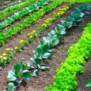 Інсектициди