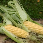 кукуруза Аппетитная