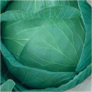 kapusta_belokochannaya_pozdnyaya__moskovskaya_pozdnyaya