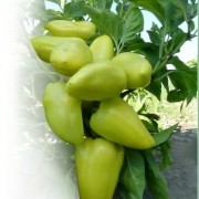 peretc-sladkiy-yanika-f1