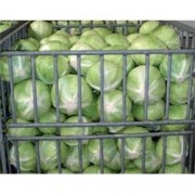 belokochannaya_pozdnyaya_storema_F1