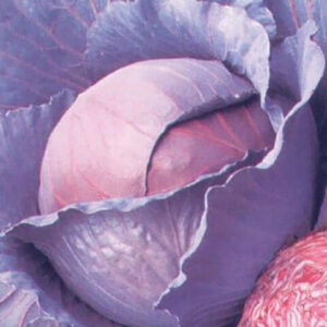 Капуста краснокочанная Лангедейкер Дауер