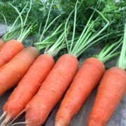 Морковь Осенняя Королева Satimex