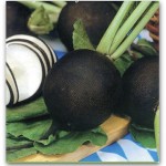 Редька Зимняя черная Редька Зимняя черная