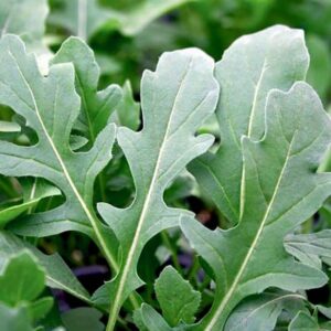 Руккола Колтивата