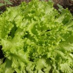 Салат Одесский Кучерявец