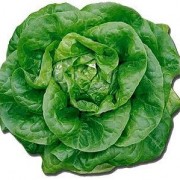 Салат кочанный Мона