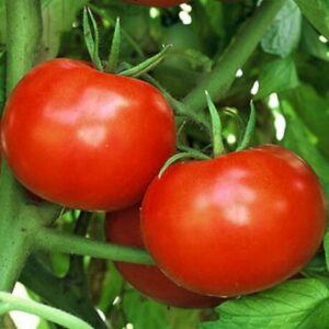 Томат Полфаст F1