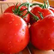 Томат Таня F1